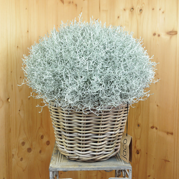 Silberkopf im Korb– Dekorative Saisonpflanze aus Schweizer Produktion