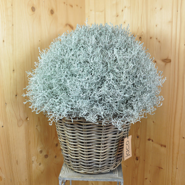 Silberkopf im Korb Calocephalus brownii Silver im 35er Topf – Moderne Zierpflanze aus Schweizer Produktion