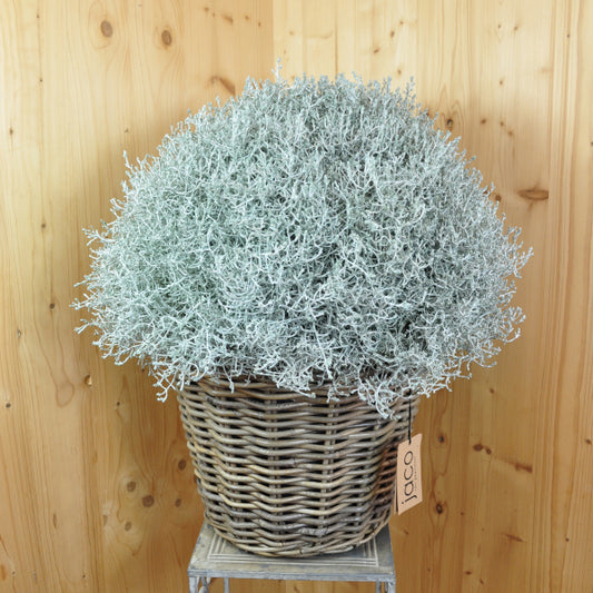 Silberkopf im Korb Calocephalus brownii Silver im 35er Topf – Moderne Zierpflanze aus Schweizer Produktion