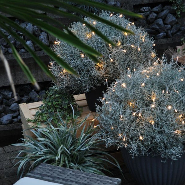 Der silberne Winterschmuck, Silberkopf - Calocephalus brownii Silver mit Lichterkette
