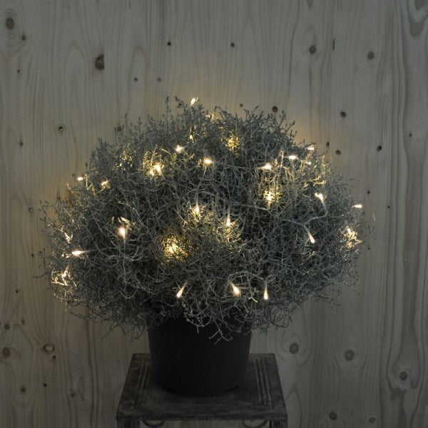 Der silberne Winterschmuck, Silberkopf - Calocephalus brownii Silver mit Lichterkette