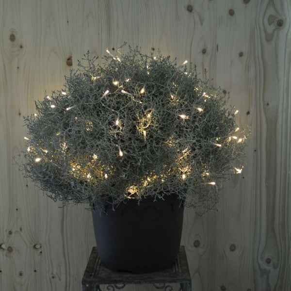 Der silberne Winterschmuck, Silberkopf - Calocephalus brownii Silver mit Lichterkette