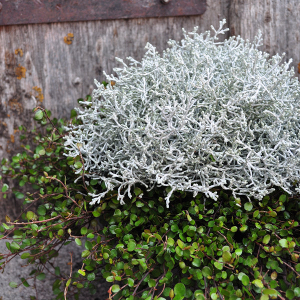 Silberkopf mit Mühlenbeckia im 35er Topf – Saisonpflanze im herbstlichen Mix