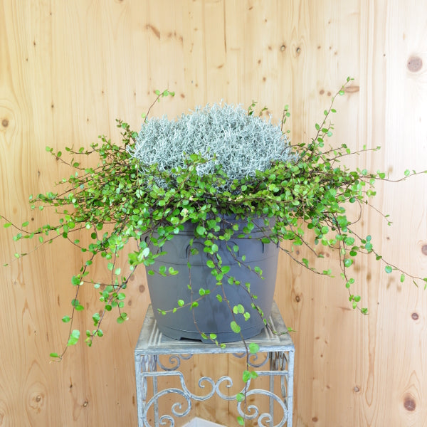 Silberkopf mit Mühlenbeckia im 35er Topf – Saisonpflanze im herbstlichen Mix