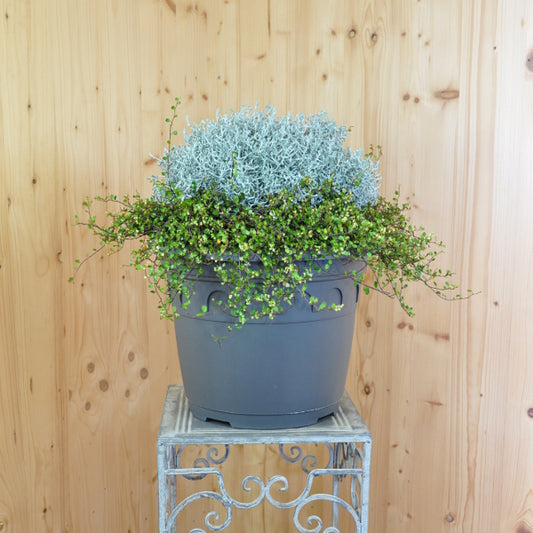 Der silberne Winterschmuck mit grünem unterwuchs