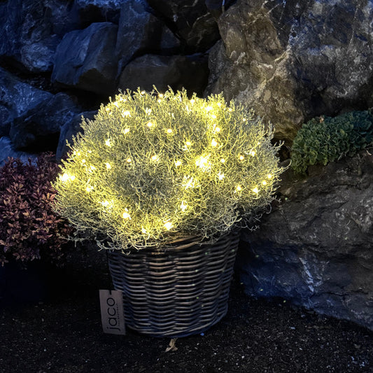 Silberkopf mit Licht im Korb– Dekorative Saisonpflanze aus Schweizer Produktion