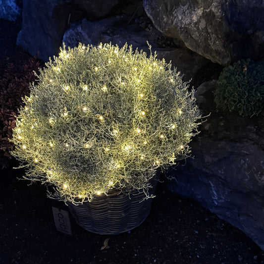 Silberkopf mit LIcht im Korb Calocephalus brownii Silver – Saisonpflanze mit silbergrauen Blättern
