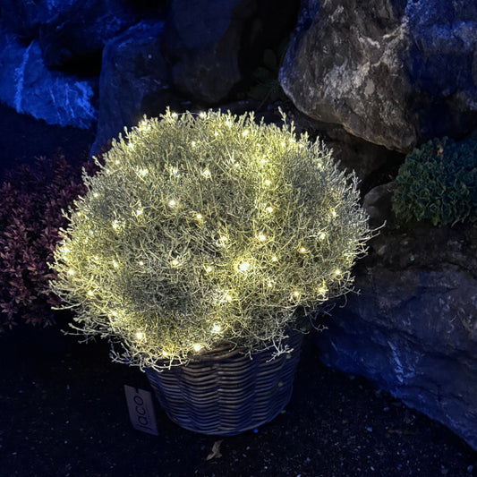Silberkopf mit Licht im Korb Calocephalus brownii Silver – Dekorative Strukturpflanze für den Herbst