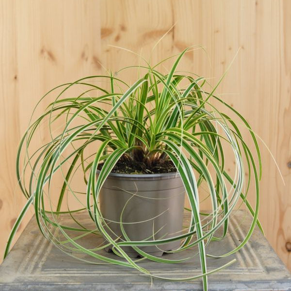 Die Segge Feather Falls mit gebogener, überhängender Wuchs - Carex-Hybride Feather Falls