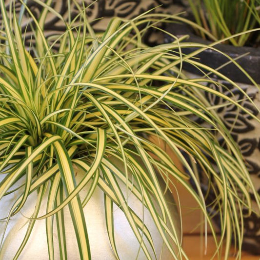 Die dichtwachsende, gelb-grüne Hachijo-Segge - Carex hachijoensis Evergold