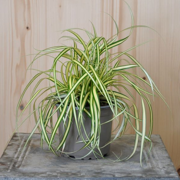 Die dichtwachsende, gelb-grüne Hachijo-Segge - Carex hachijoensis Evergold