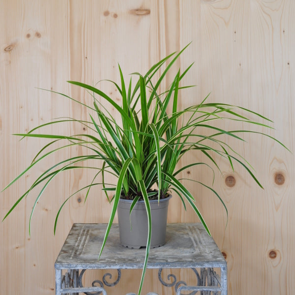 Die weiss-gestreifte Japan-Segge - Carex morowii Ice Dance