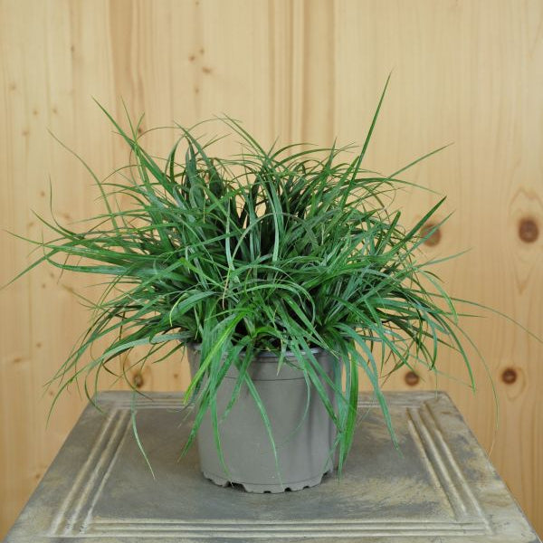 Die bläuliche Hirse-Segge - Carex panicea Bluish Green