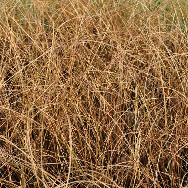 Die bronzfarbene Braune Segge - Carex petriei Bronze Form