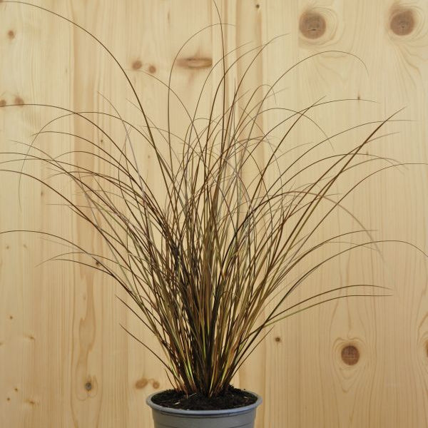 Braune Segge Bronze Form – Ziergras mit bronzefarbenem Blattwerk aus Schweizer Produktion