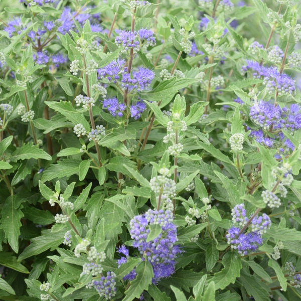 Bartblume Blue cloud – Sommerflor für Insektenfreunde aus Schweizer Produktion