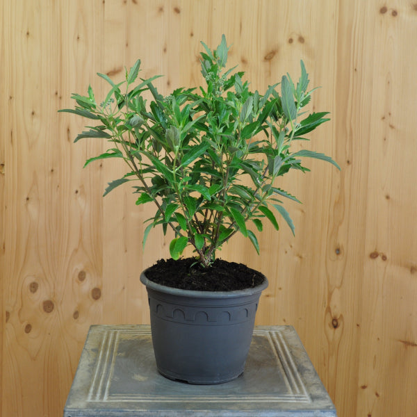 Bartblume Blue cloud – Blau blühender Zierstrauch und Insektenmagnet aus Schweizer Produktion