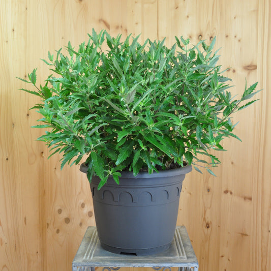 Bartblume Blue cloud – Sommerflor für Insektenfreunde aus Schweizer Produktion