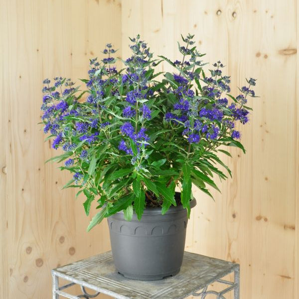 Bartblume Blue Cloud – Blauer Zierstrauch und Insektenfreund aus Schweizer Produktion