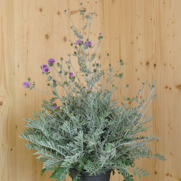 Flockenblume Silver Feather – winterharte Bienenweide mit silbernem Laub
