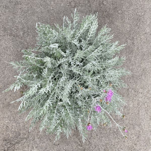 Flockenblume Silver Feather – winterharte Bienenweide mit silbernem Laub
