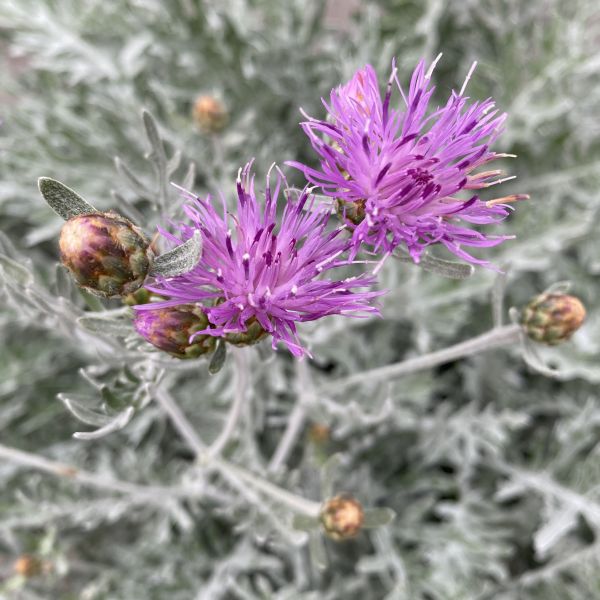 Flockenblume Silver Feather – winterharte Bienenweide mit silbernem Laub