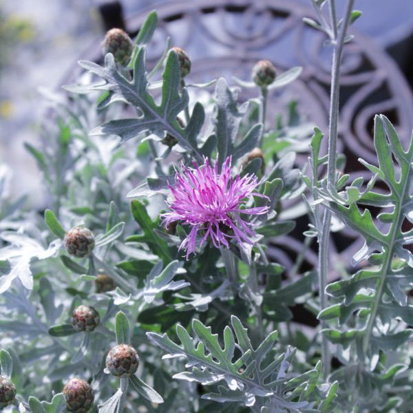 Flockenblume Silver Feather – winterharte Bienenweide mit silbernem Laub