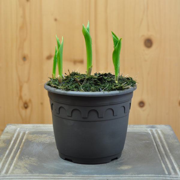 Maiglöckchen Convallaria majalis im 14er Topf – weiss blühende Staude aus Schweizer Produktion