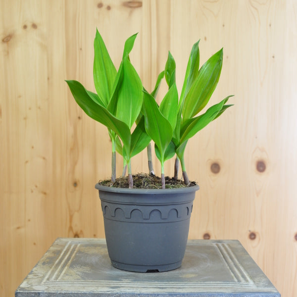 Maiglöckchen Convallaria majalis im 14er Topf – weiss blühende Staude aus Schweizer Produktion