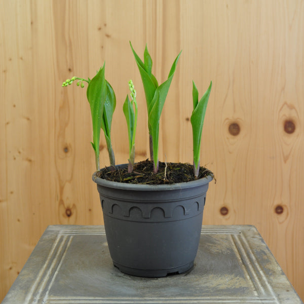 Maiglöckchen Convallaria majalis im 14er Topf – weiss blühende Staude aus Schweizer Produktion