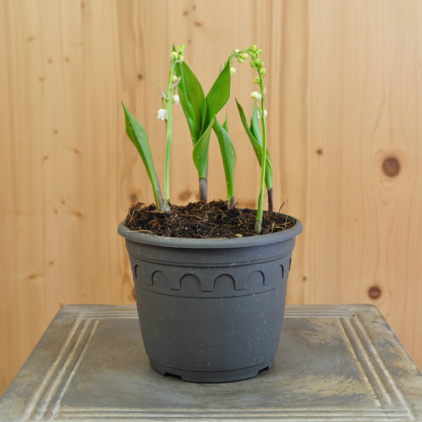 Maiglöckchen Convallaria majalis im 14er Topf – weiss blühende Staude aus Schweizer Produktion