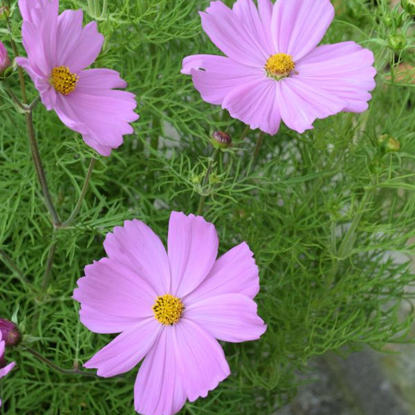 Kosmee Sonata Pink – Saisonpflanze mit reicher Blüte und Insektenfreundlichkeit