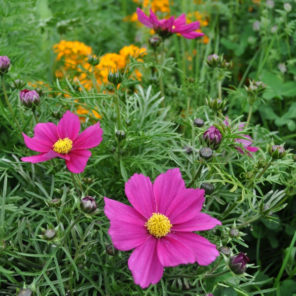 Kosmee Sonata Carmin – pinkfarbener Sommerflor für Insektenfreunde