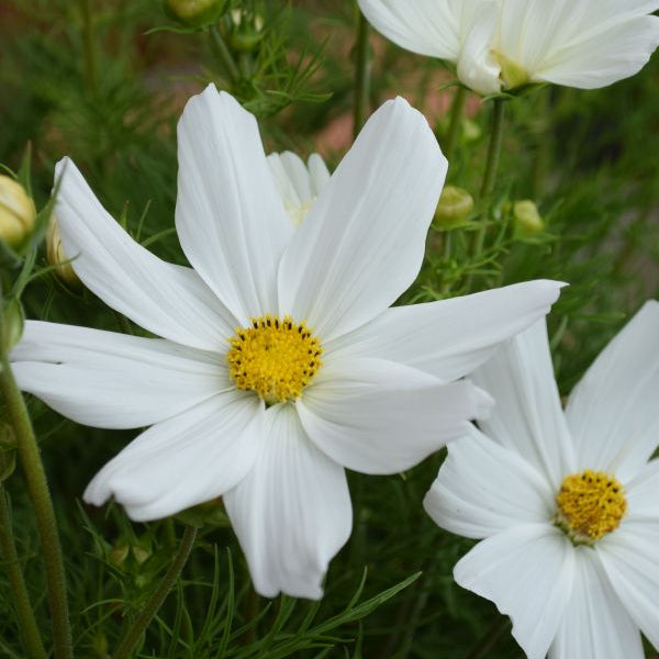 Kosmee Sonata White – Blühende Saisonpflanze für sonnige Standorte