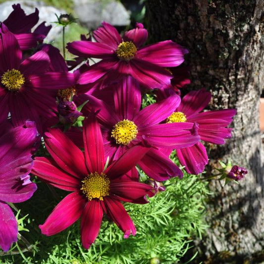 Kosmee 'Casanova Violett' – Saisonpflanze mit violetten Blüten