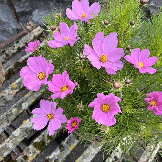 Kosmee Sonata Pink – Saisonpflanze mit reicher Blüte und Insektenfreundlichkeit