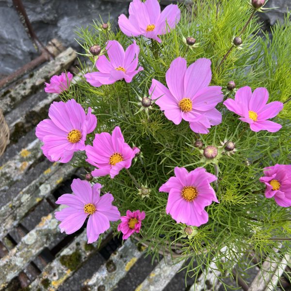 Kosmee Sonata Pink – Saisonpflanze mit reicher Blüte und Insektenfreundlichkeit