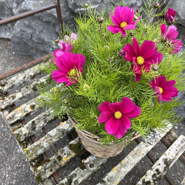 Kosmee Sonata Carmin – pinkfarbener Sommerflor für Insektenfreunde