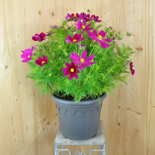 Kosmee Sonata Carmin – pinkfarbener Sommerflor für Insektenfreunde