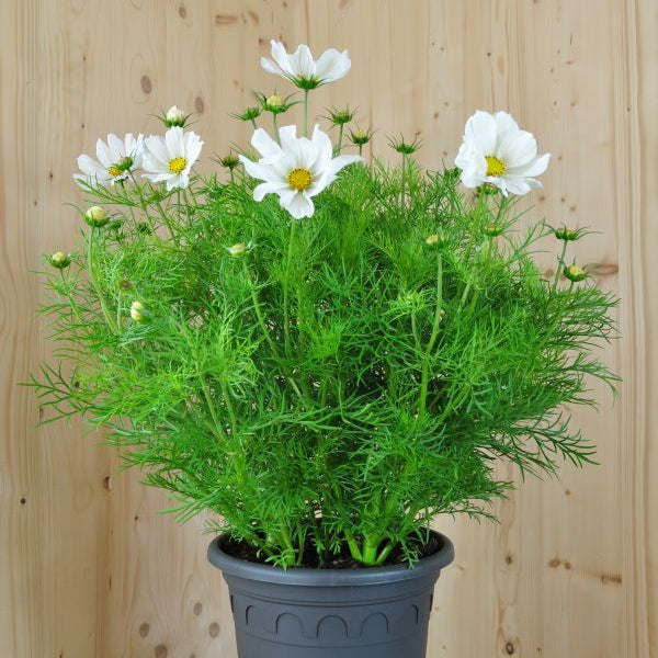 Kosmee Sonata White – Blühende Saisonpflanze für sonnige Standorte