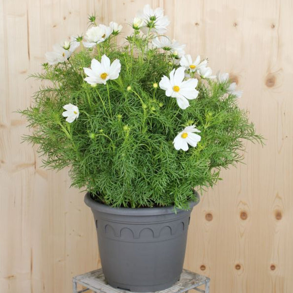 Kosmee Sonata White – Saisonpflanze in klassischem Weiss aus Schweizer Produktion
