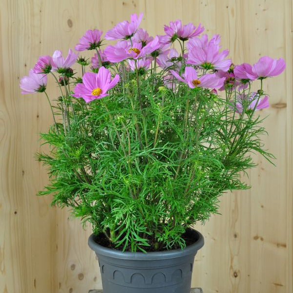 Kosmee Sonata Pink – Saisonpflanze mit reicher Blüte und Insektenfreundlichkeit