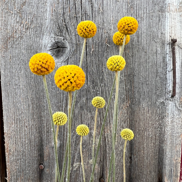 Trommelschlägel Craspedia globosa Golf Beauty – gelbe Blüten für Beet und Vase