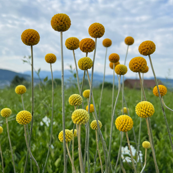 Trommelschlägel Craspedia globosa Golf Beauty – gelbe Blüten für Beet und Vase