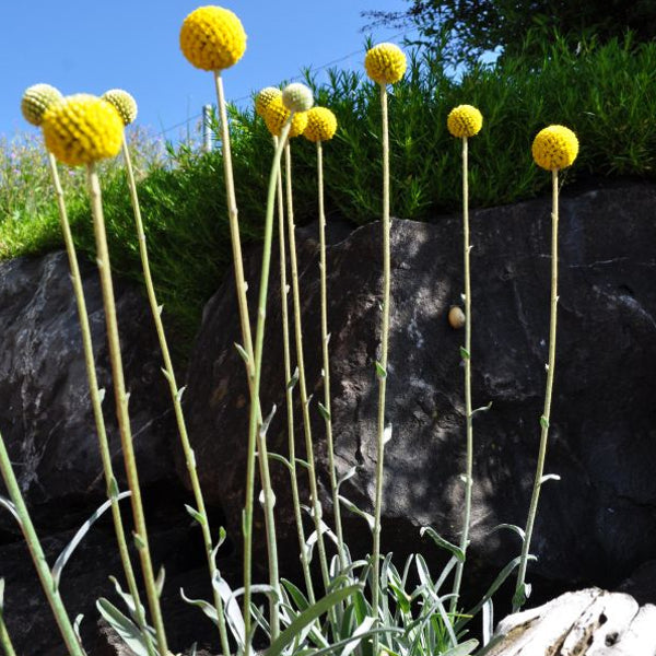 Trommelschlägel Craspedia globosa Golf Beauty – gelbe Blüten für Beet und Vase
