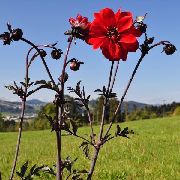 Dahlie rot im 25er Topf – Saisonpflanze für sonnige Standorte