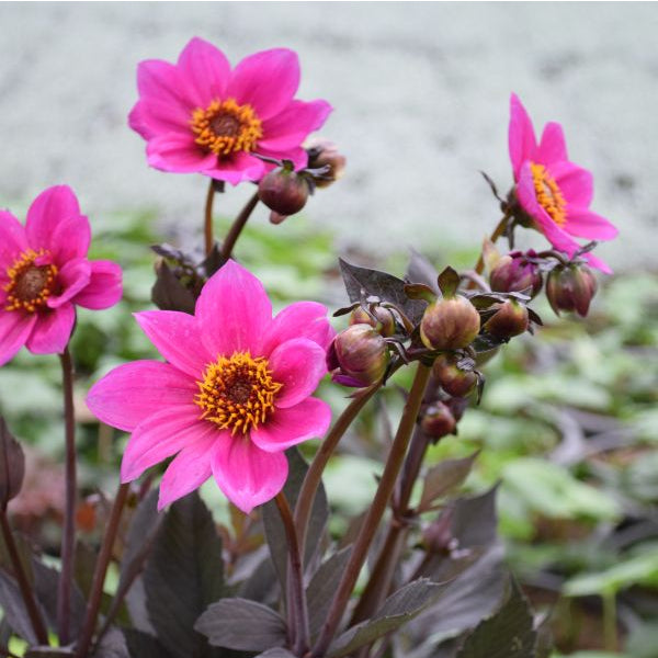 Dahlie DL Pink – Saisonpflanze mit leuchtend pinken Blüten