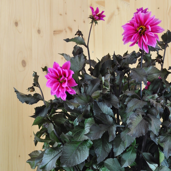 Dahlie DL Pink – Saisonpflanze mit leuchtend pinken Blüten