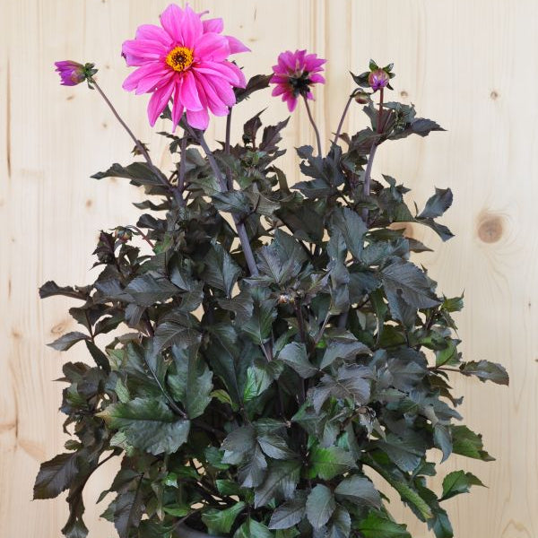 Dahlie DL Pink – Saisonpflanze mit leuchtend pinken Blüten