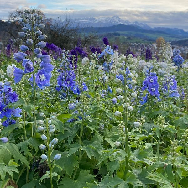 Rittersporn Delphinium Cultivars Mix – Blütenschmuck aus Schweizer Produktion